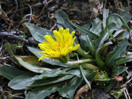 Dandelion informatii interesante despre floarea ta preferata