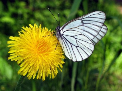 Dandelion informatii interesante despre floarea ta preferata