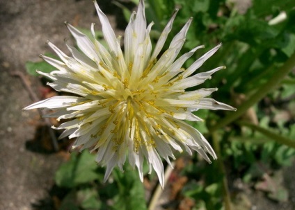 Dandelion informatii interesante despre floarea ta preferata