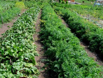 Grădină de legume cu fotografie