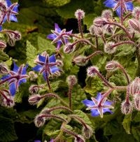 Castraveți de iarbă - borago, în grădină și în grădină