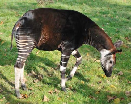 Okapi, poza