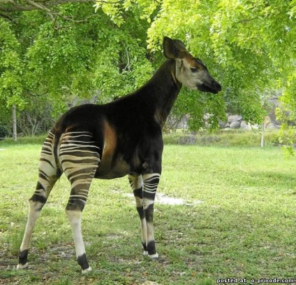 Okapi - girafă frumoasă de pădure - 20 fotografii - poze - fotografie lumea naturii