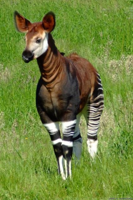 Okapi - girafă frumoasă de pădure - 20 fotografii - poze - fotografie lumea naturii