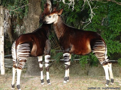 Okapi - girafă frumoasă de pădure - 20 fotografii - poze - fotografie lumea naturii