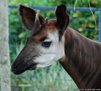 Okapi - girafă frumoasă de pădure - 20 fotografii - poze - fotografie lumea naturii