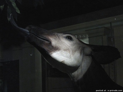 Okapi - girafă frumoasă de pădure - 20 fotografii - poze - fotografie lumea naturii