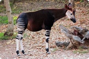 Okapi caracteristicile principale ale acestei specii și în cazul în care animalul trăiește