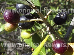 Olive (olea europaea) fotografie, descriere