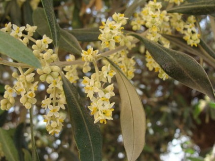 Olajfa (Olea europaea) - gyümölcsfák levél „o” - flower portál a kertben! Kulcsszavak