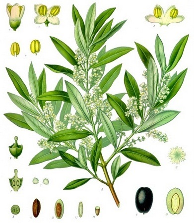 Olive (olea europaea) - pomi fructiferi litera 