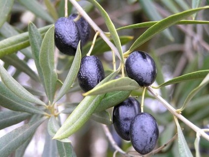 Olajfa (Olea europaea) - gyümölcsfák levél „o” - flower portál a kertben! Kulcsszavak