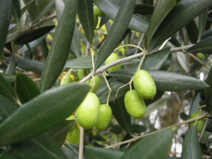 Olajfa (Olea europaea) - gyümölcsfák levél „o” - flower portál a kertben! Kulcsszavak