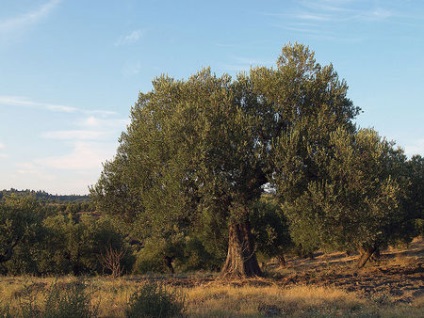 Olajfa (Olea europaea) - gyümölcsfák levél „o” - flower portál a kertben! Kulcsszavak