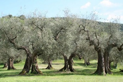 Olajfa (Olea europaea) - gyümölcsfák levél „o” - flower portál a kertben! Kulcsszavak