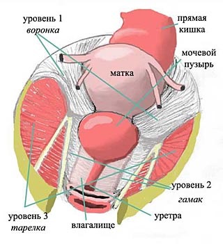 Omiterea și prolapsul uterului și a vaginului