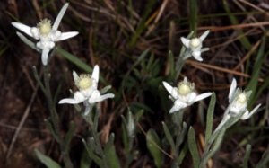 Principalele tipuri de edelweiss pentru grădina dvs. (descriere și fotografie)
