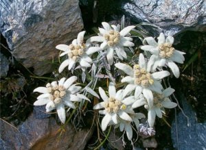 Principalele tipuri de edelweiss pentru grădina dvs. (descriere și fotografie)
