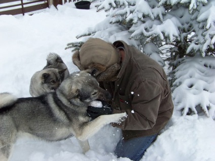 Jellemzői a svéd fajta husky