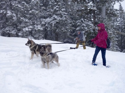 Jellemzői a svéd fajta husky