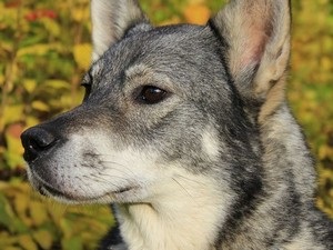 Particularitățile rasei husky suedeze