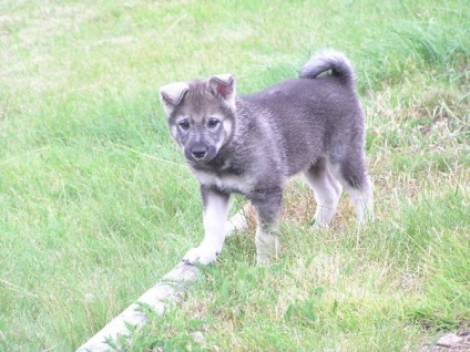 Jellemzői a svéd fajta husky