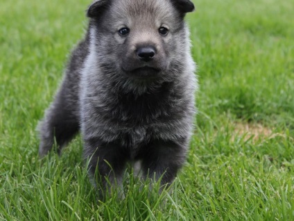 Jellemzői a svéd fajta husky