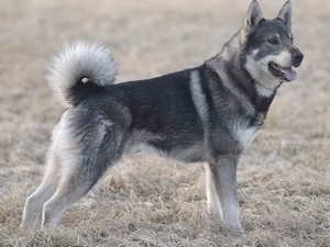 Jellemzői a svéd fajta husky