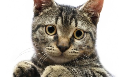 Pisici otrăvire - cauze, tratament, prevenirea otrăvirii pisicilor