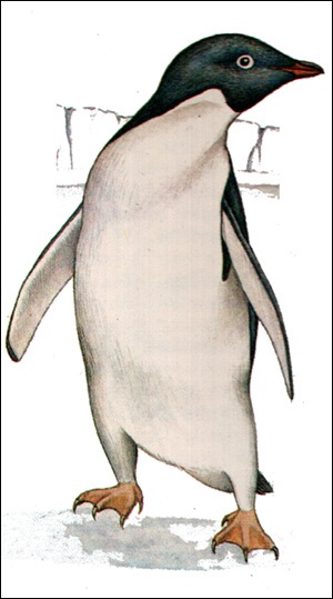 Squad pinguini (sphenisciformes), pinguini de reproducere pinguin măgari cuibărit pinguin crescuți