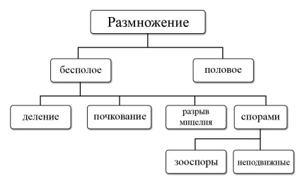 Răspunsuri, topic 4 ciuperci