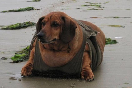 Az elhízás a kutyáknál