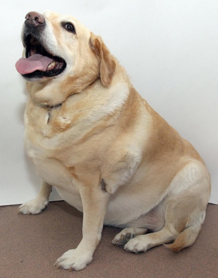 Obezitatea la câini