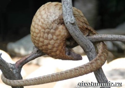 Pangolin animal