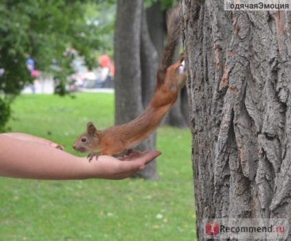 Gorkij Park, Moszkva - „ez a keserű Moszkva park 2015-ben szeretné látni