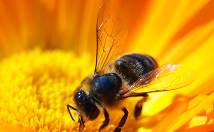 Miere de albine pentru copii utilizează corect darurile naturii