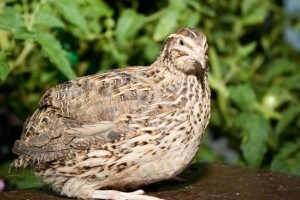 Quail Faraoh conținutul și reproducerea rasei