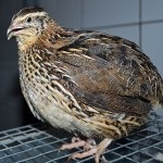 Quail Faraoh conținutul și reproducerea rasei