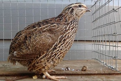 Quail Pharaoh Descrierea rasei, fotografie, recenzii