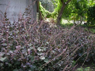 Perilla Nanjing kerttervezés - Flowers Enciklopédia