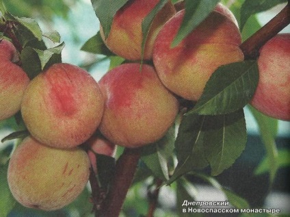 Peach a Moszkva - Garden Szibériában