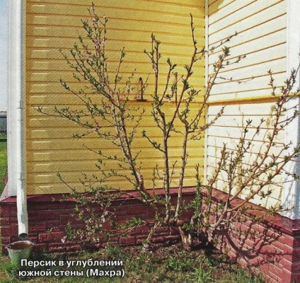 Piersic din Moscova - grădini din Siberia