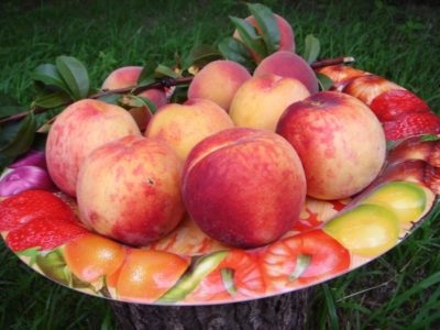 Peach Redheaven Descriere varietate, plantare și îngrijire