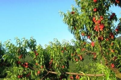 Peach Redheaven Descriere varietate, plantare și îngrijire