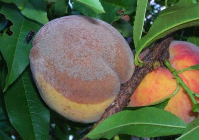 Peach Redheaven Descriere varietate, plantare și îngrijire