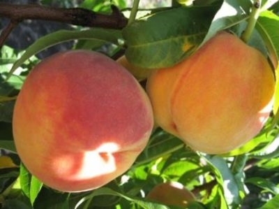 Peach Redheaven Descriere varietate, plantare și îngrijire