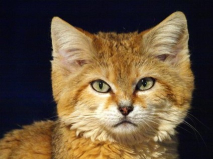 Pisica nisipoasă - micul rege al marelui deșert