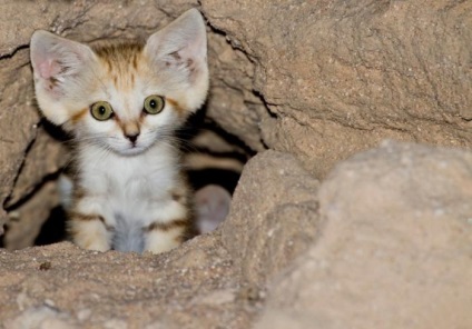 Pisica nisipoasă - micul rege al marelui deșert