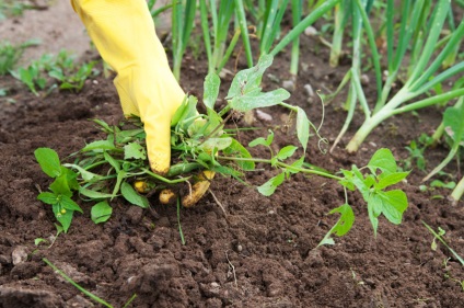 Cultivarea radacinii de pătrunjel și caracteristicile de recoltare