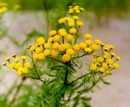 Tansy tanacetum, Pervinca